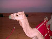Don't forget the camel ride which is part of the attractions of a Desert Safari